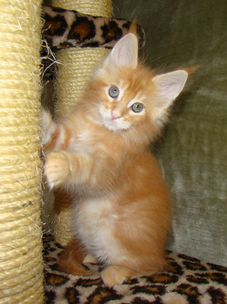     Catsvill County!   !    !       !!!    Catsvill County +7-926-544-74-09     .   ,   ,   ,    ,   ,  ,     ,   -,    ,   !